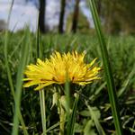 Na 1. máje, půda úrodná je...