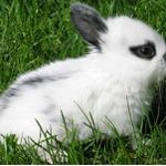 Králíček ušáček