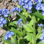 Babičky zahrádka :-)