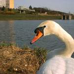 Cygnus olor
