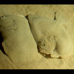 .... oci i huba sejdrem