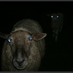 ... " Modrá noční hypnóza " ...