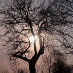 Jablon u starych rodicov