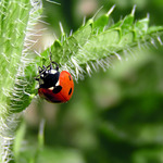 Vysokorostlinná turistika