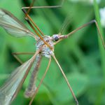 ani si ty nohy nespočítám