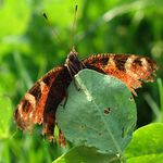 Motyl po rvacce