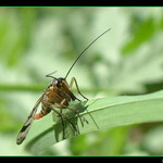 <i><b>Hmyzak(srpice)...III</i></b>