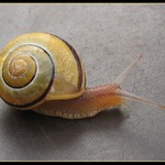 Šneček zahrádkový