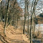 Cesta