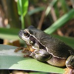 Sameček rosničky v nezvyklém hnědavém zbarvení