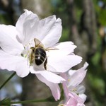 Včela v květu sakury