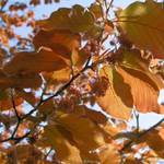 Červený buk v květu