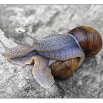 Sex ? No ! Jenom po sobě lezou ...