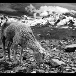 Ovce na cestě k Matterhornu