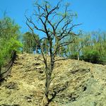 Sejdeme se pod frňákovníkem ...