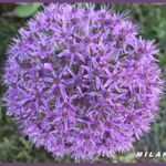 Hříčka přírody...