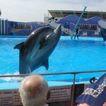 Delfíní show v Marinelandu na Mallorce