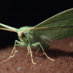 Apache prave pristal