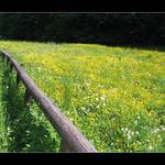 Jaro v Prokopském údolí