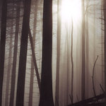 Mlha v temnem hvozdu