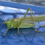 Kobylka (nebo koníček ?)