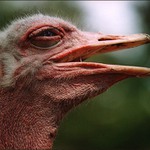 Prostě sympaťák ...