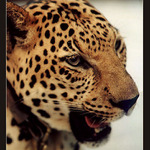 Šelma na neděli ...