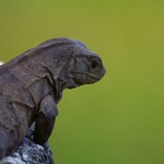 Iguana