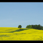 Žlutá