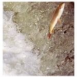 lipeň na svadobnej ceste