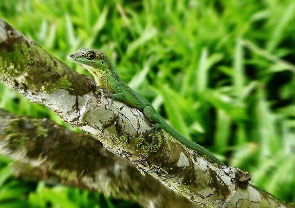 Neúspěšné mimikry