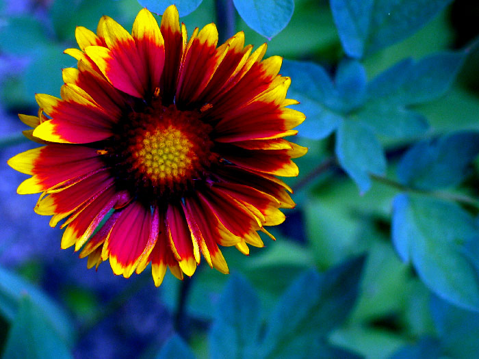 Flower