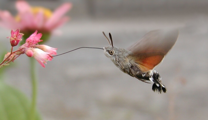 Dlouhozobka svízelová