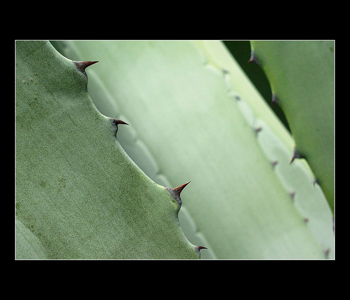 Green dream....... III.