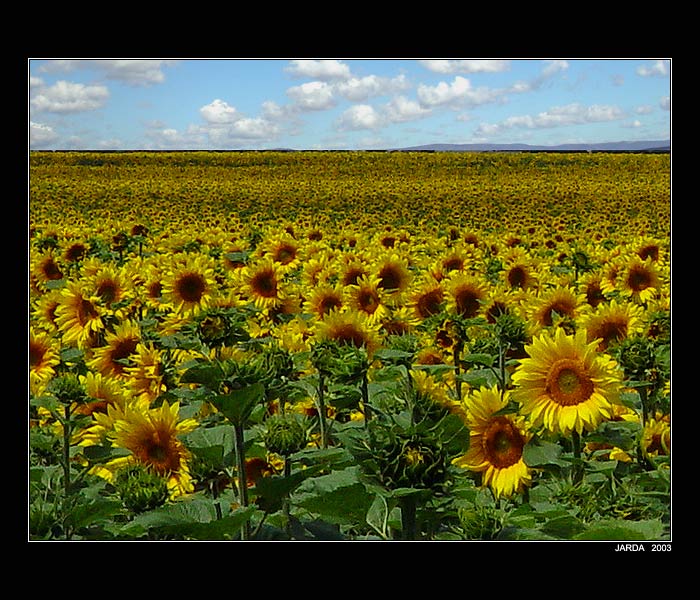 - Pole plné sluncí -