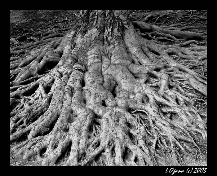 pamětˇ stromu