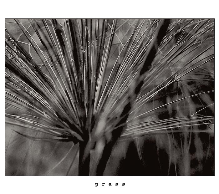 grass