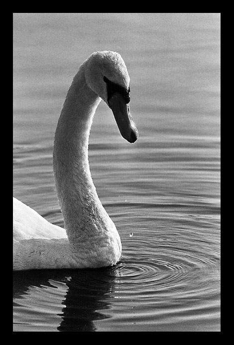 Labuťák - můj první pták