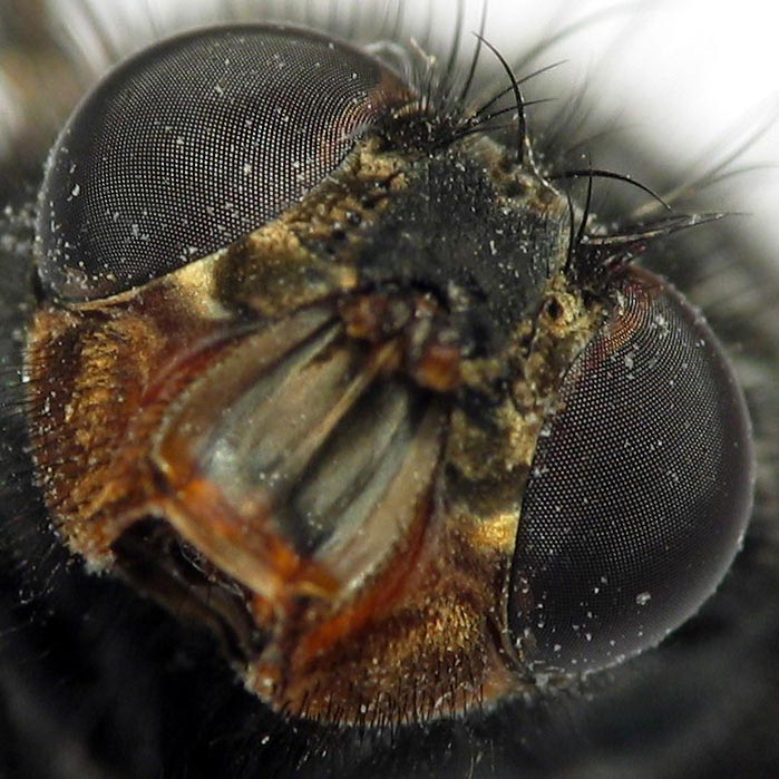 Makro moucha
