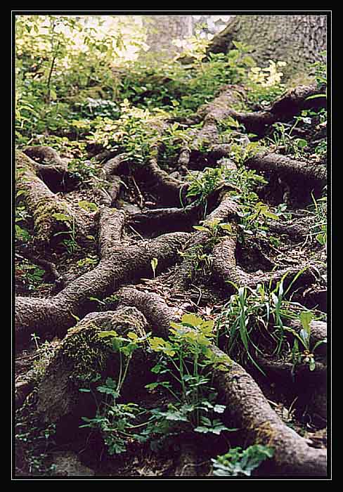 Natural art