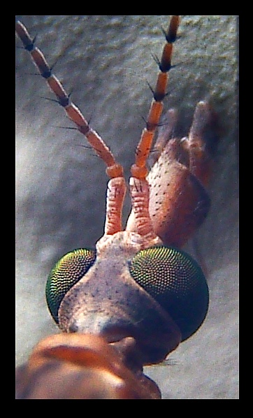 Nakej nocni komar nebo co...<br>(moje prvni macro ktere se me libi..:)