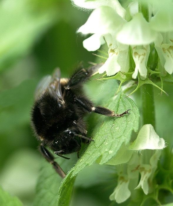 <i><b>Megabombus ruderarius</b></i>