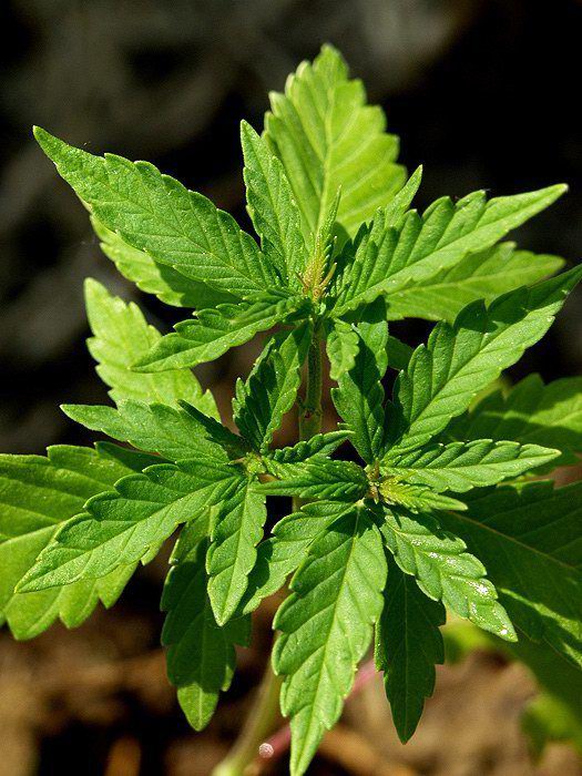 <b>Cannabis sativa</b>