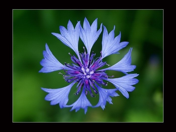 <i><b>Centaurea cyanus</b></i>