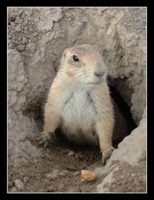 Prarie Dog