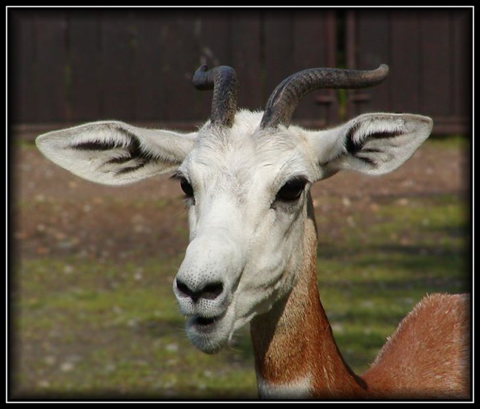 Já tomu říkám koza