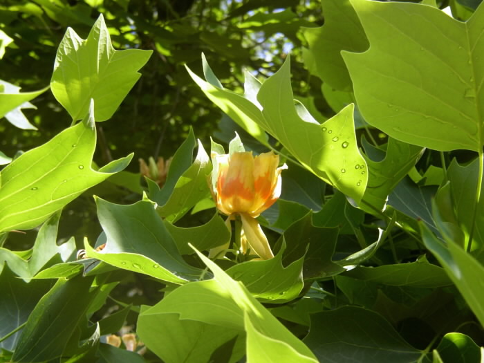 Strom - liliovník tulipánokvětý