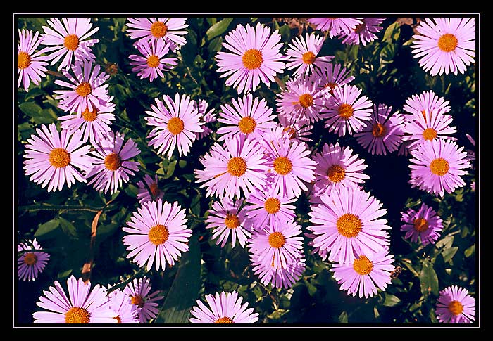fialova slunicka