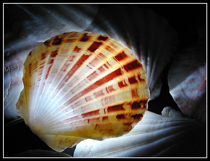 Shell