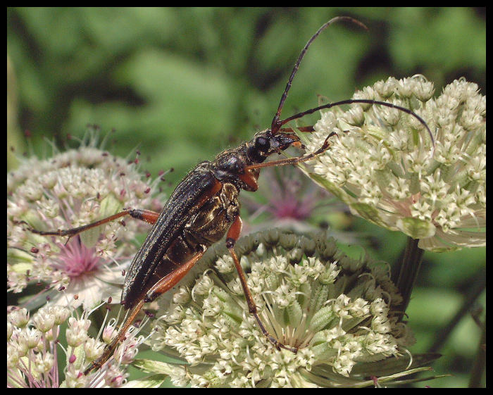 Stenocorus meridianus